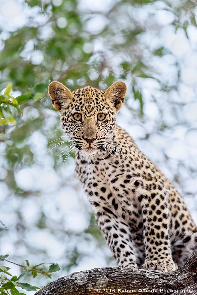 African Leopard Cub Staring at the Camera
