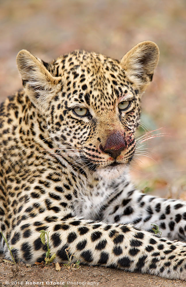 African Leopard Cub with Bloody Nose after Having a Big Lunch