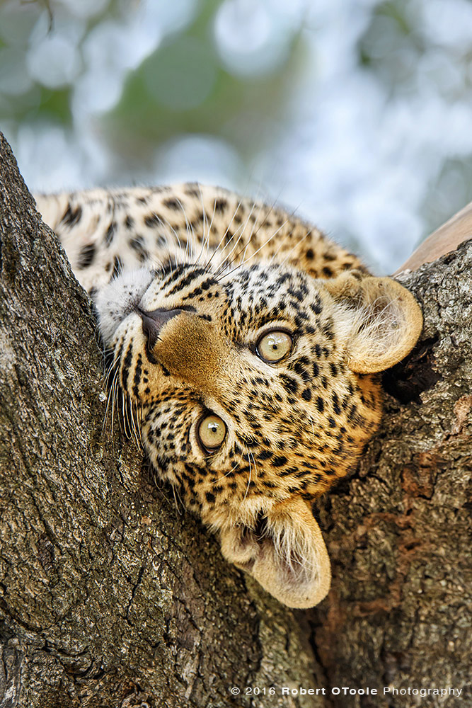 Leopard Cub Upside Down in South Africa