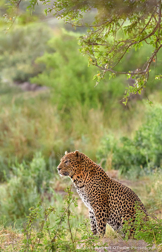African Leopard on the River Bank