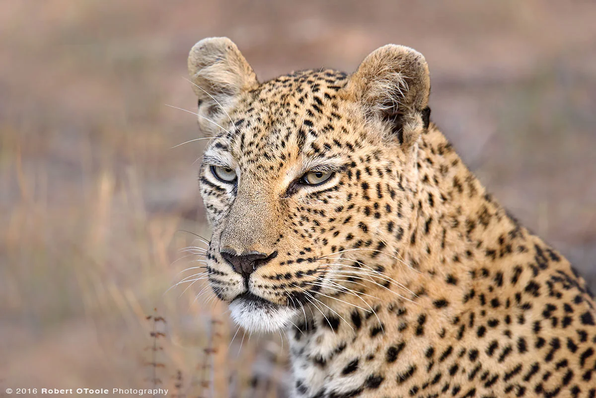 African Leopard Portrait