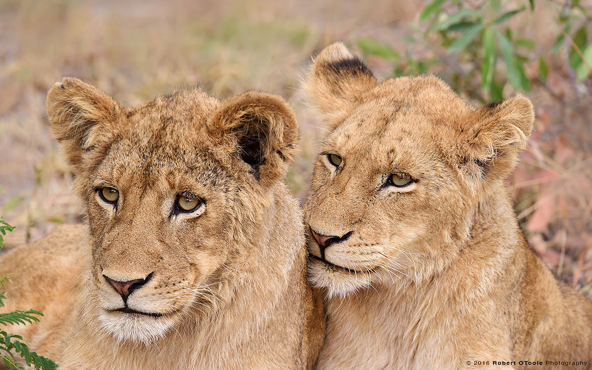 African Lion Cubs 