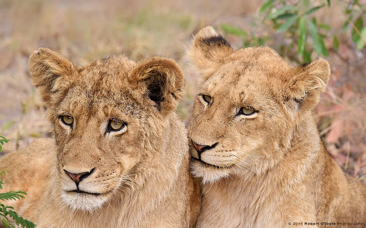African Lion Cubs