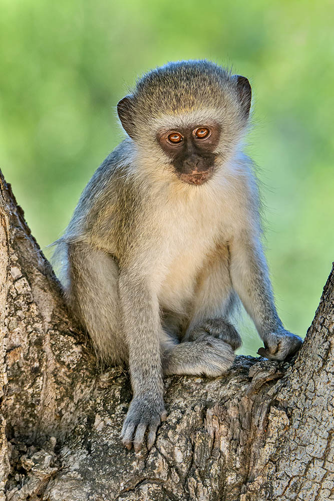 Vervet Monkey Making Eye Contact with Photographer 