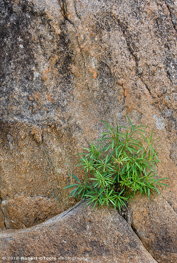 Plant on Rock in  South Africa
