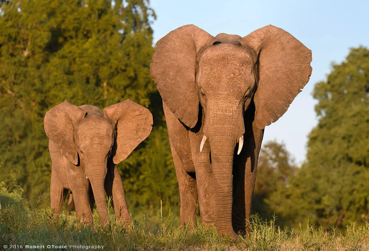 African Elephants Family in Morning Light
