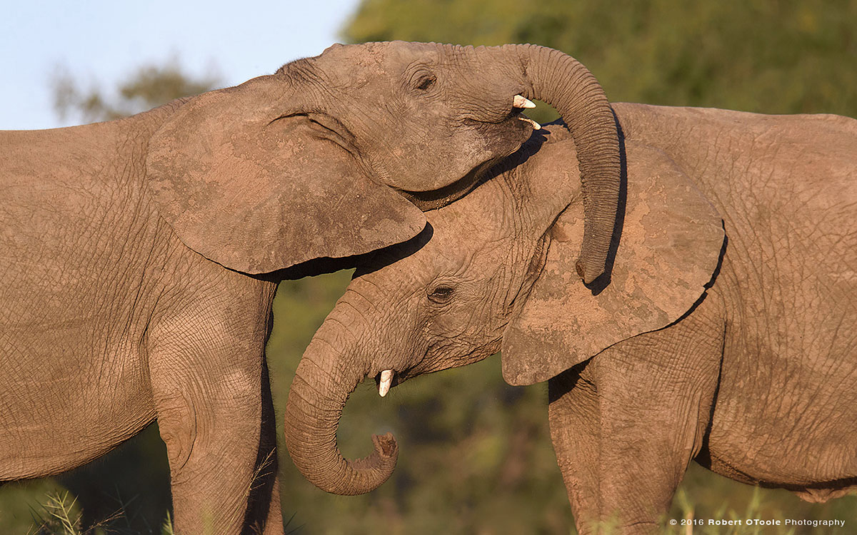 Young African Elephants Playing with Trunks 