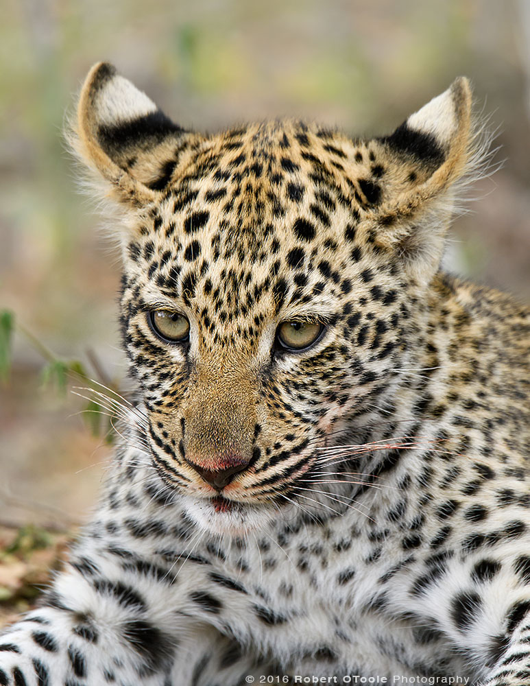 Young African Leopard with Open Ears