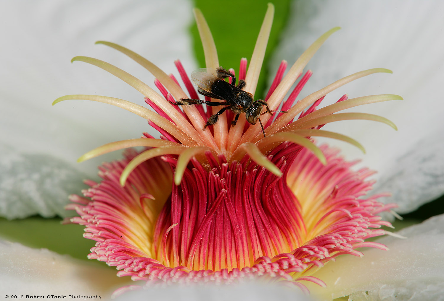Asian Bee on Flower