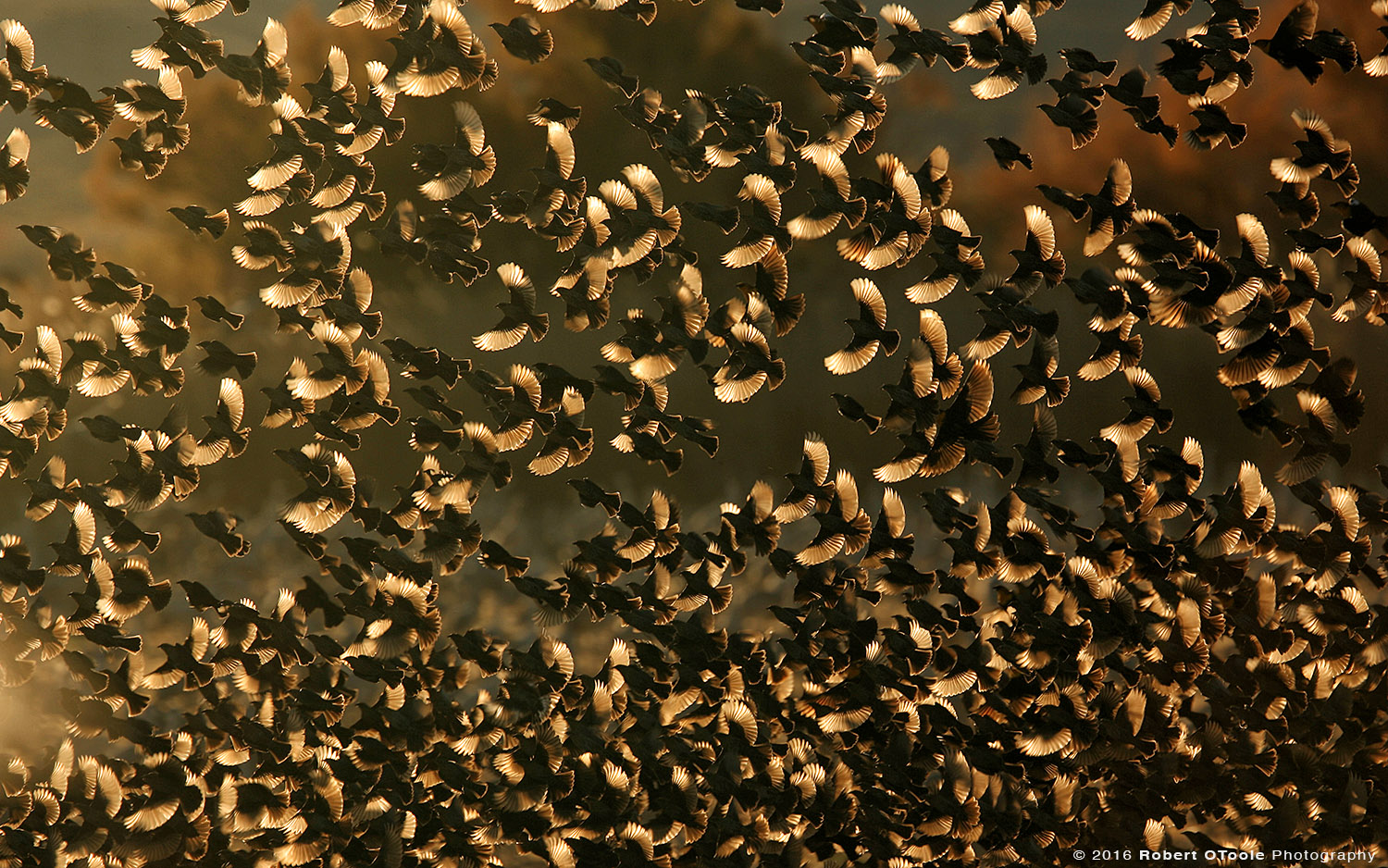 Black Birds Backlit 