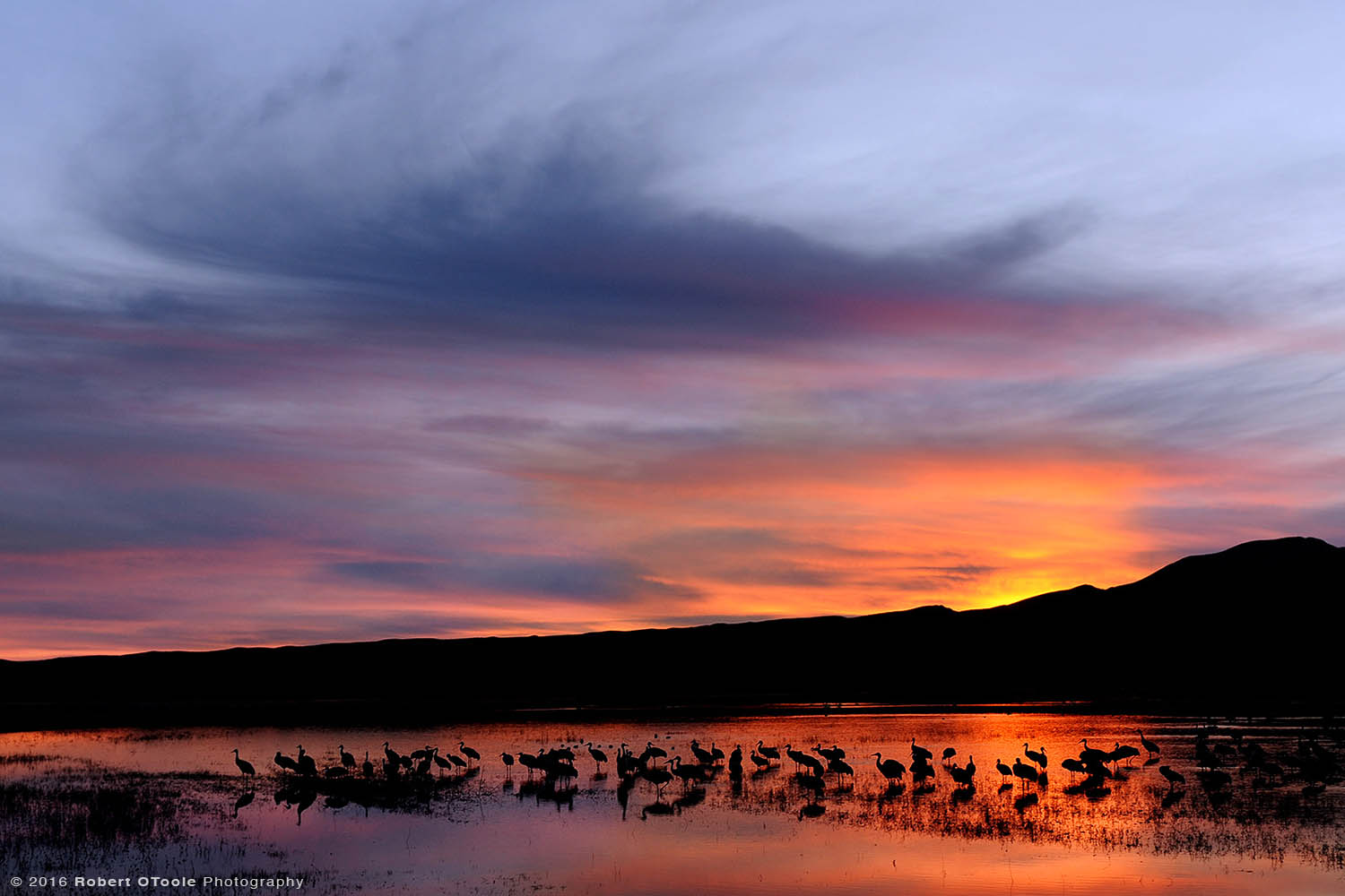 Sandhill Cranes at  Sunrise