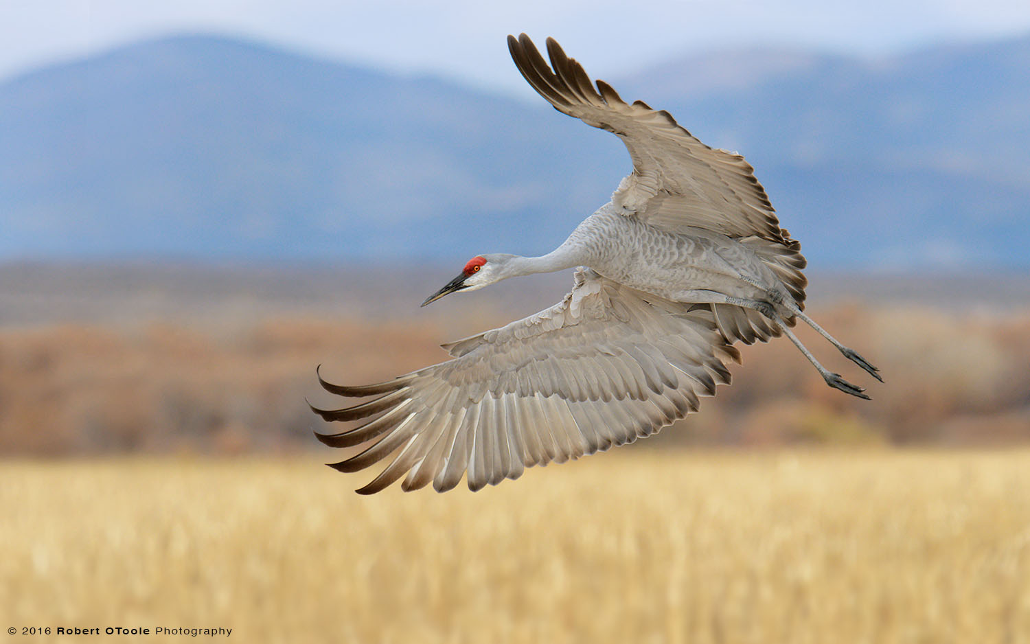 Sandhill Crane Banking against the Mountains