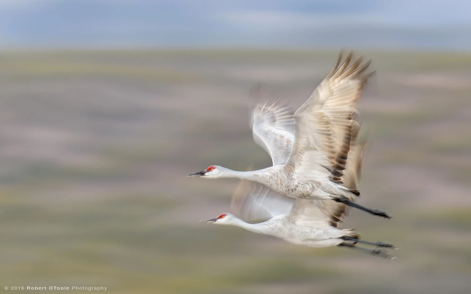 Pair of Sandhill Cranes flying at 1/20th s