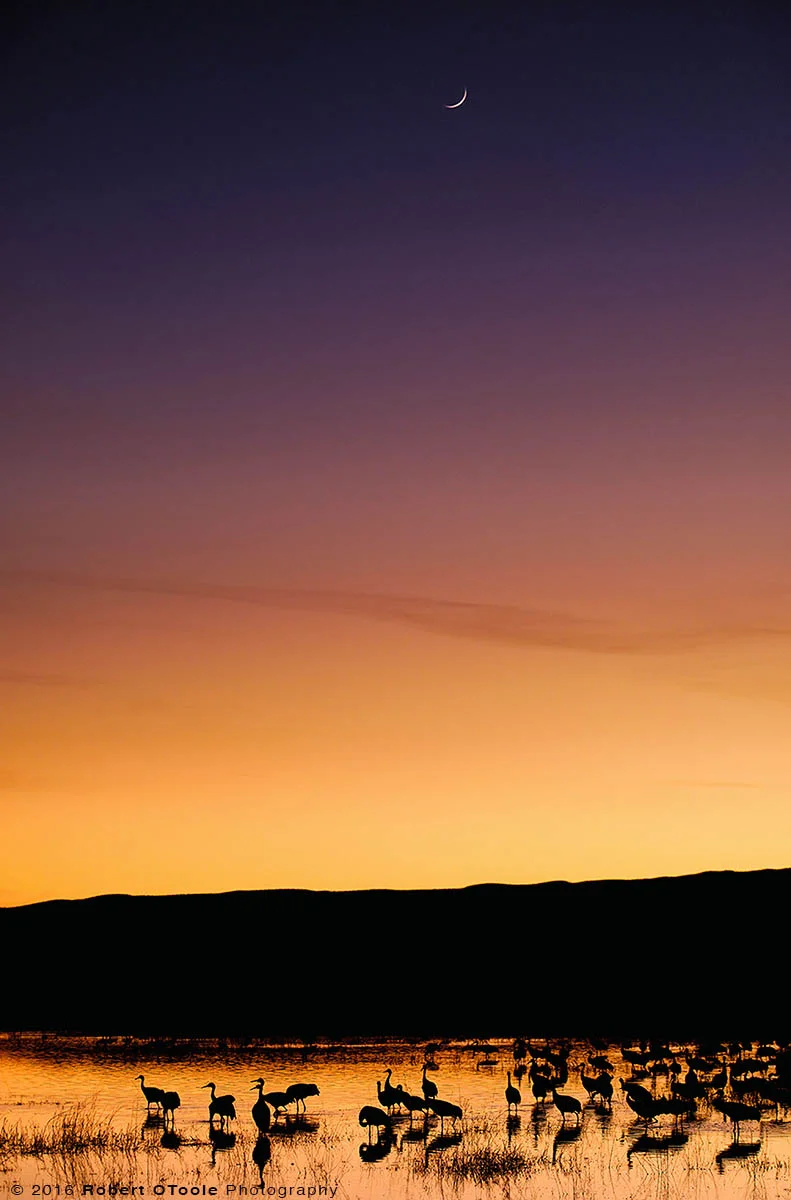 Sandhill Cranes and the Moon