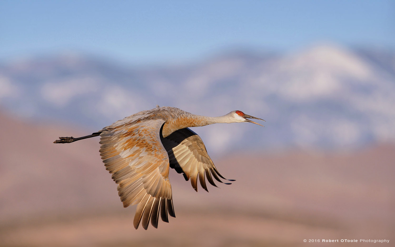 Sandhill Crane and Snow Capped Mountains