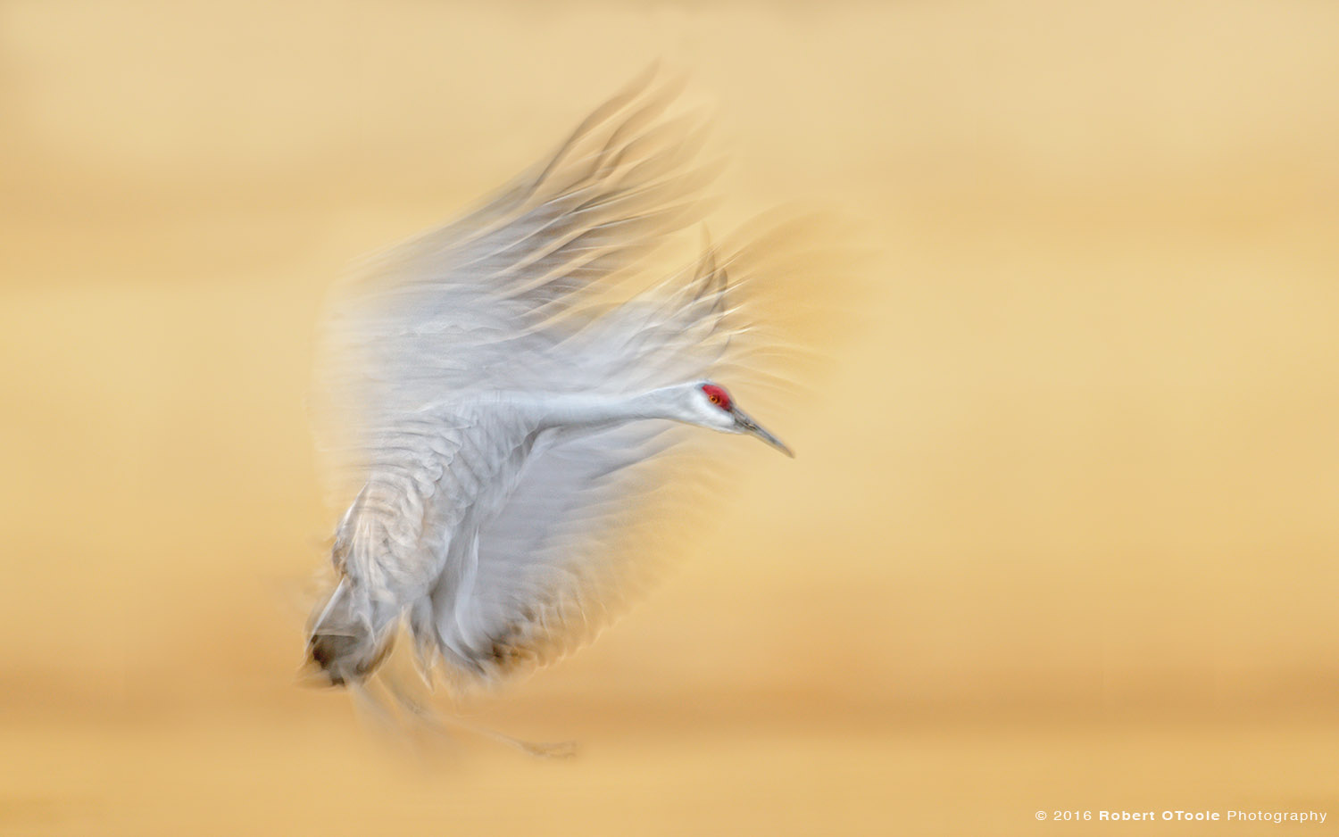 Sandhill Crane Landing at 1/20th s 