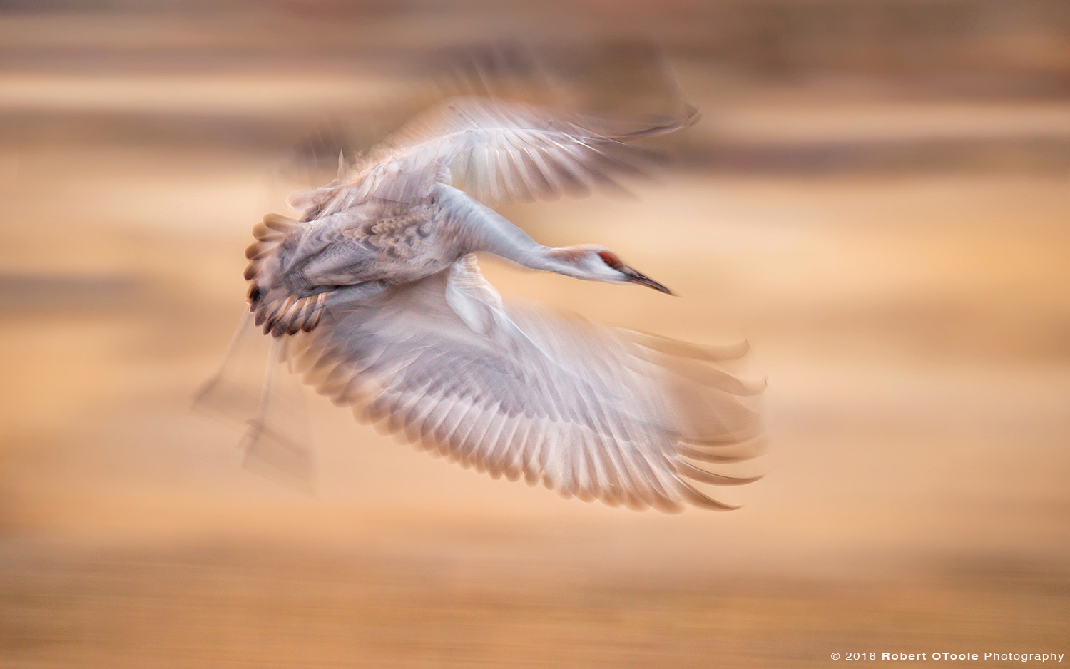 Sandhill Crane Banking at 1/20th s