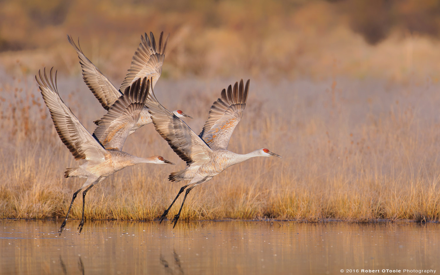 Family of Sandhill Cranes Taking off from Water