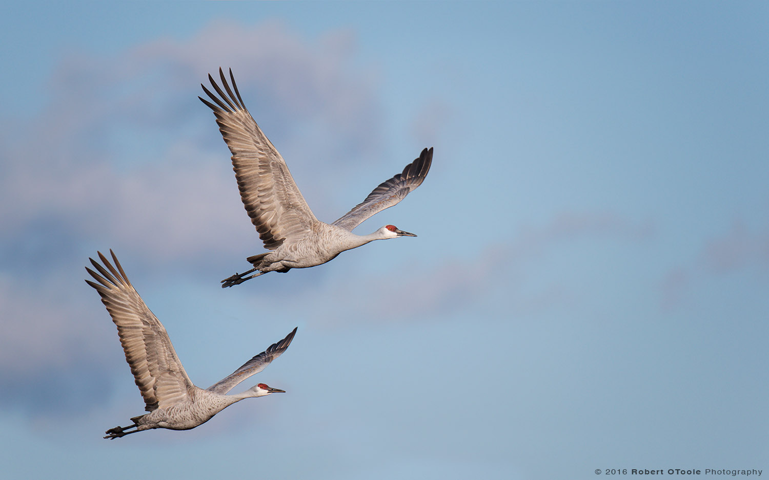 Pair of Sandhill Cranes Synchronized in Flight