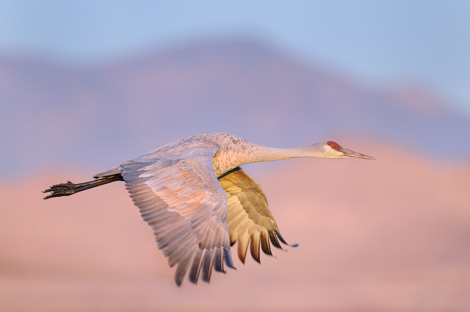 Sandhill Crane and Chupadera Mountains in Morning Light