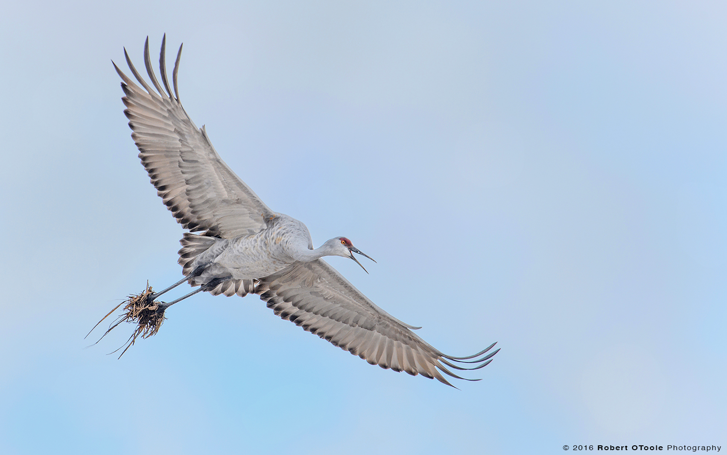 Sandhill Crane Flying with Mud Boots