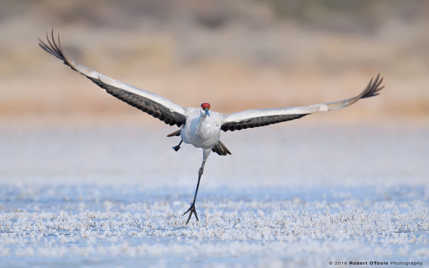 Sandhill Crane Taking off on Ice