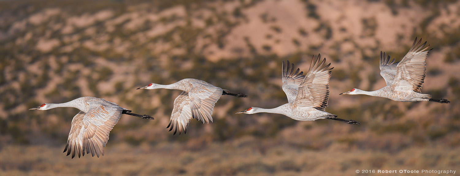 Group of Four Flying Sandhill Cranes 
