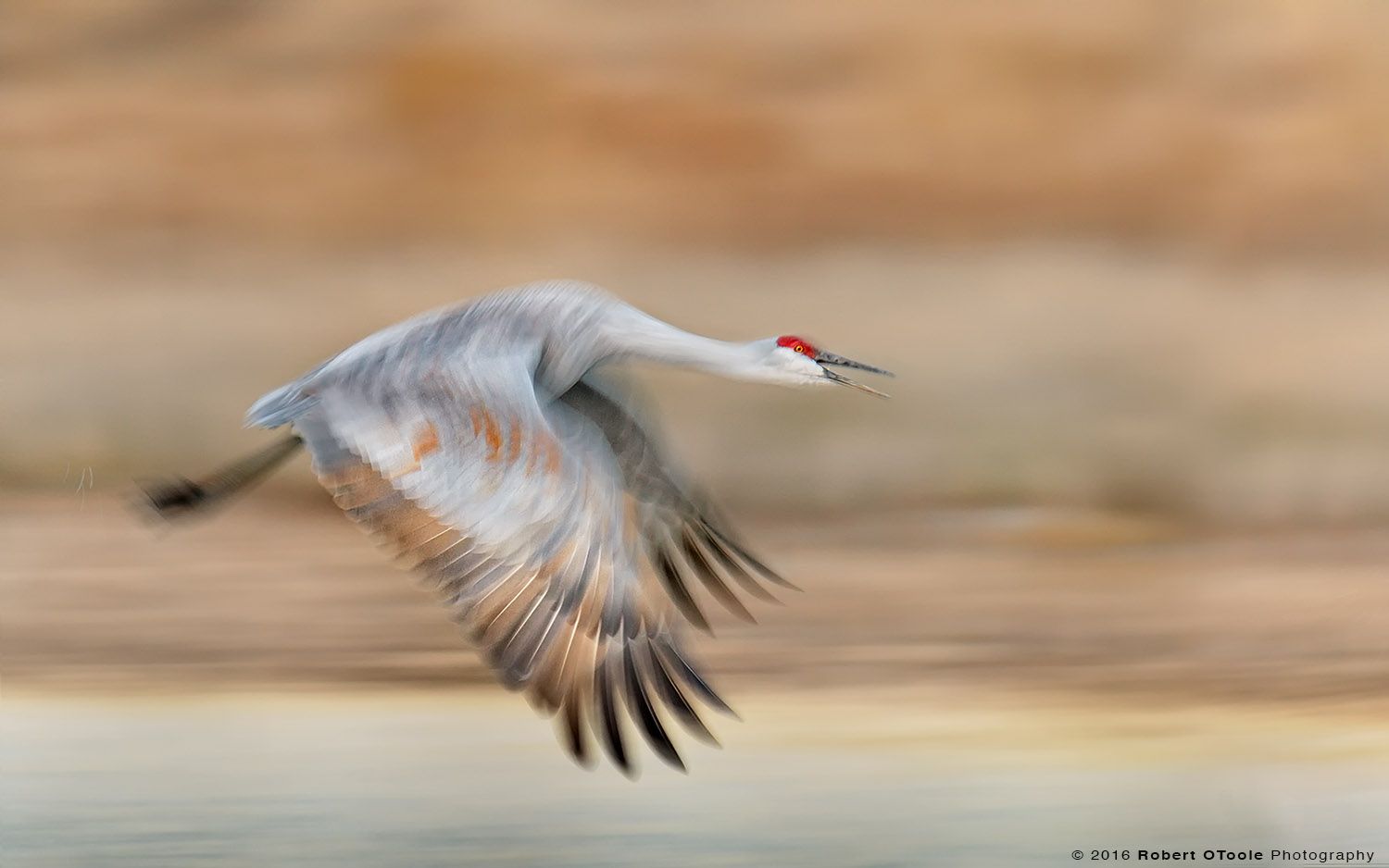 Sandhill Crane Flying in the Morning  at 1/40th s