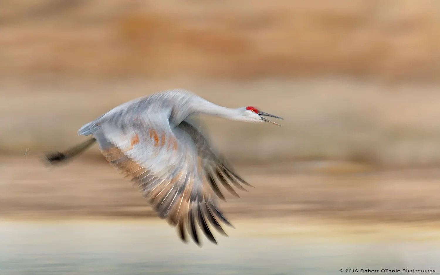 Sandhill Crane Flying in the Morning at 1/40th s