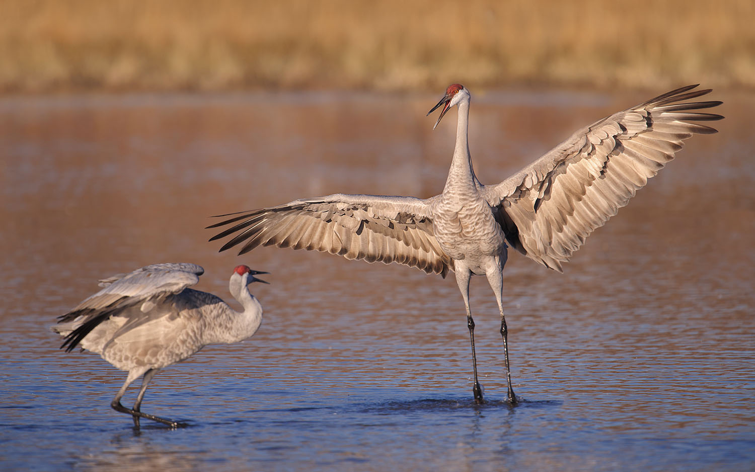 Sandhill Cranes Displaying on Water