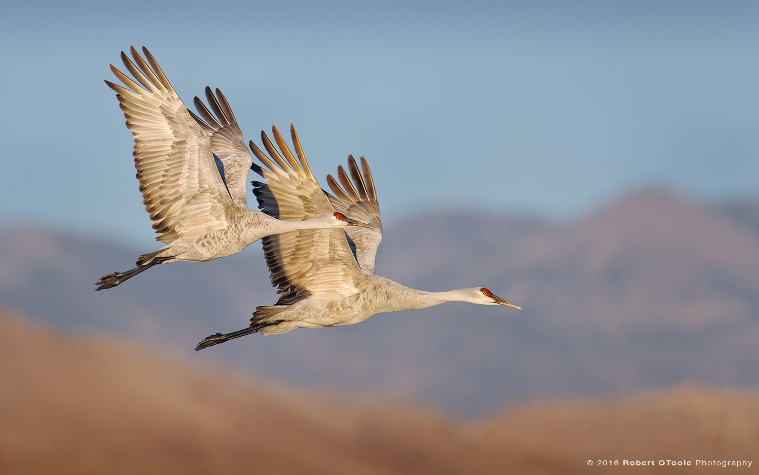 Sandhill Cranes Synchronized in Flight over Chupadera Mountains 