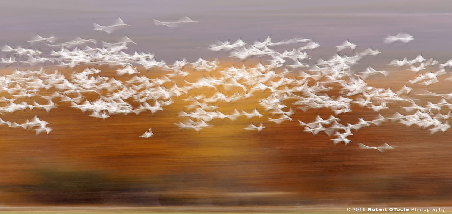 Snow Geese at 1/4th s 