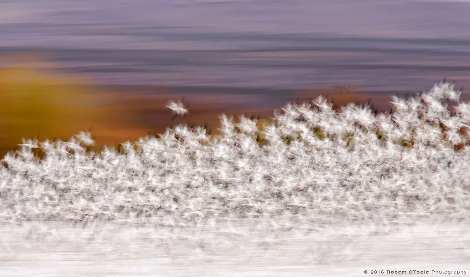 Snow Geese Taking off at 1/4th s