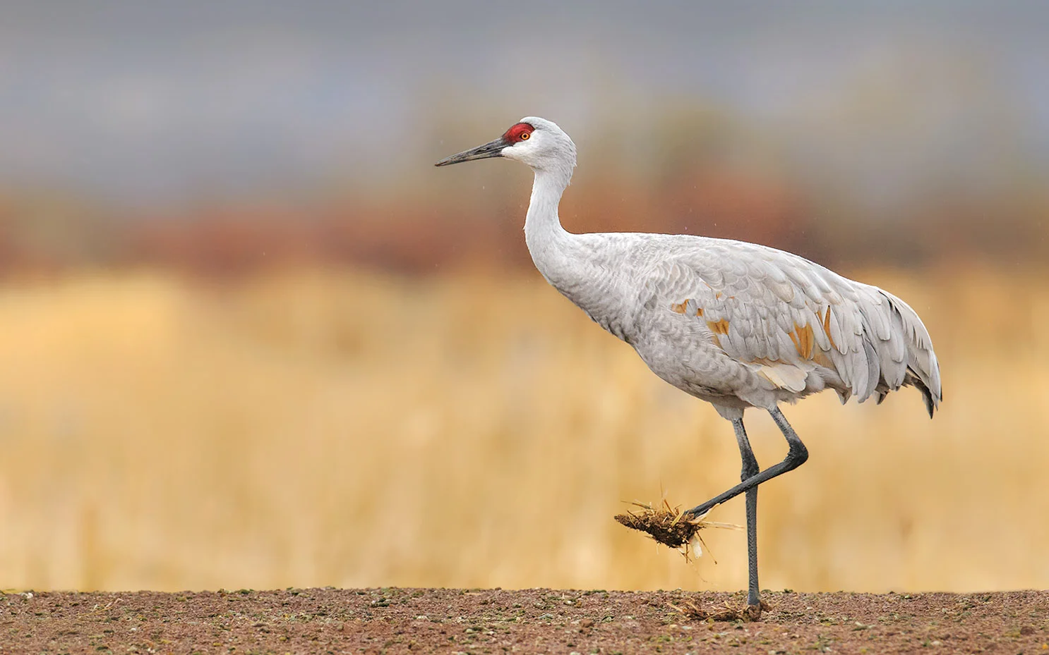 Sandhill Crane with Muddy Feet