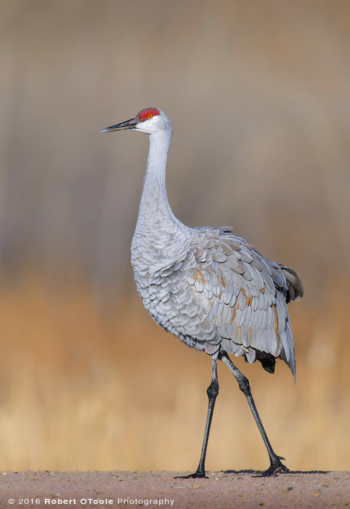 Sandhill Crane Walking with Fluffed Feathers