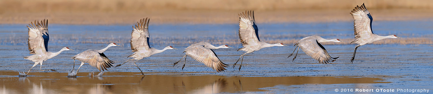 Sandhill Crane Taking off Sequence 