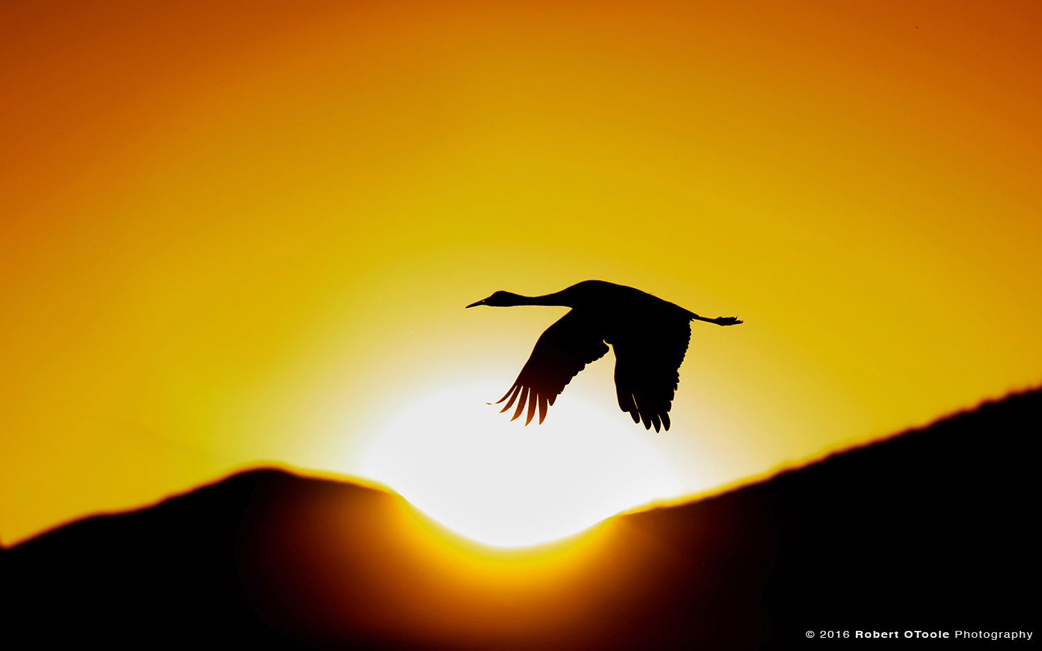 Sandhill Crane Flying Through Sun Disk at Sunset