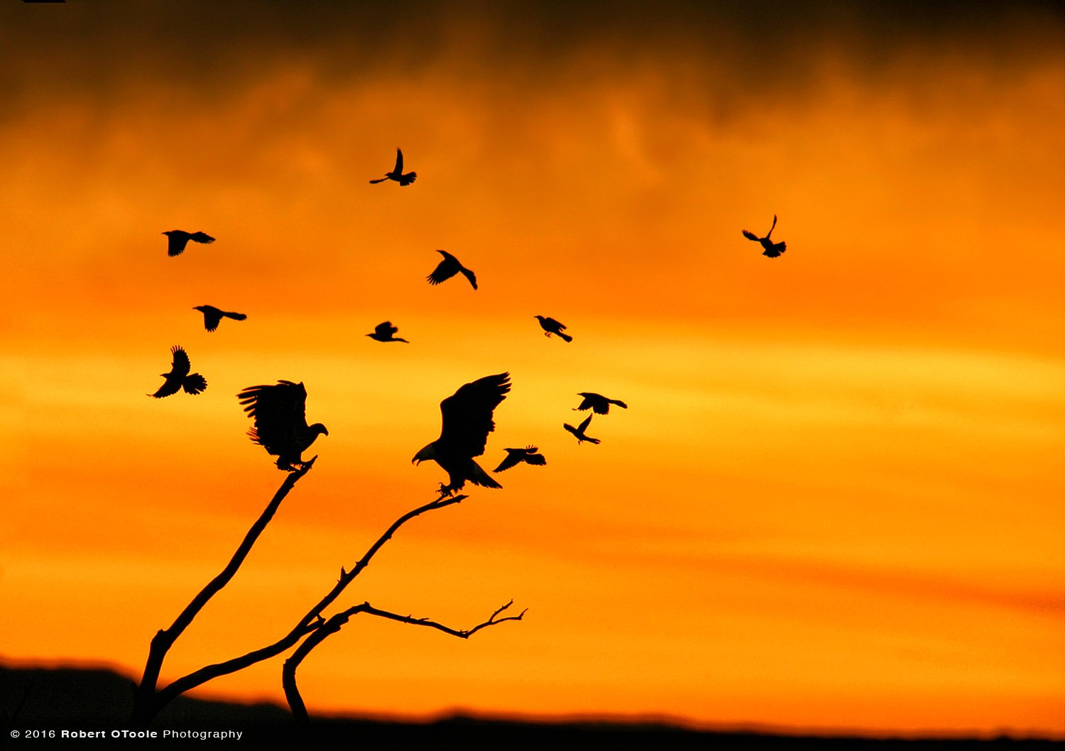 Pair of Bald Eagles Being Mobbed by Crows