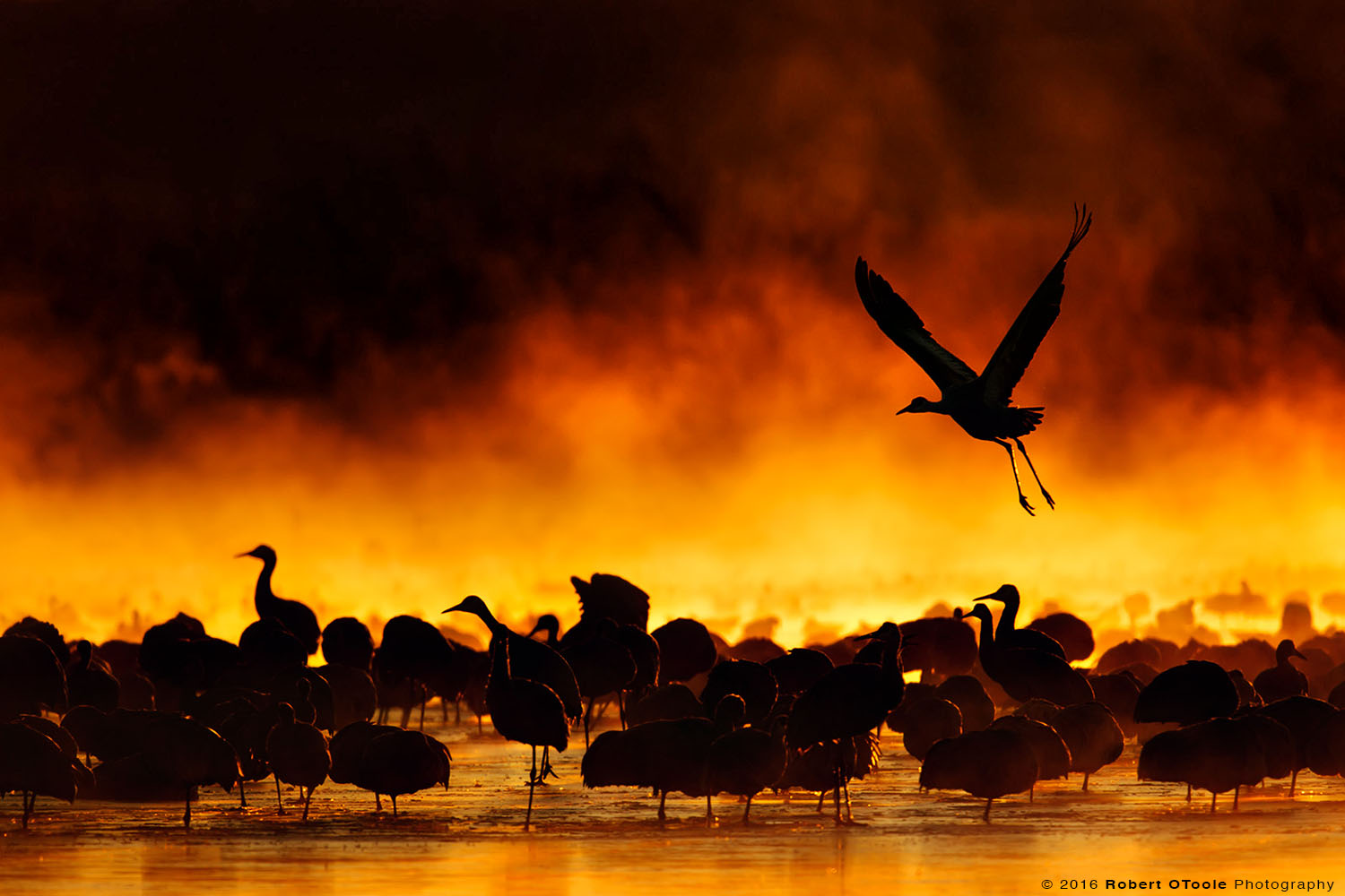 Sandhill Cranes and Fire in the  Mist