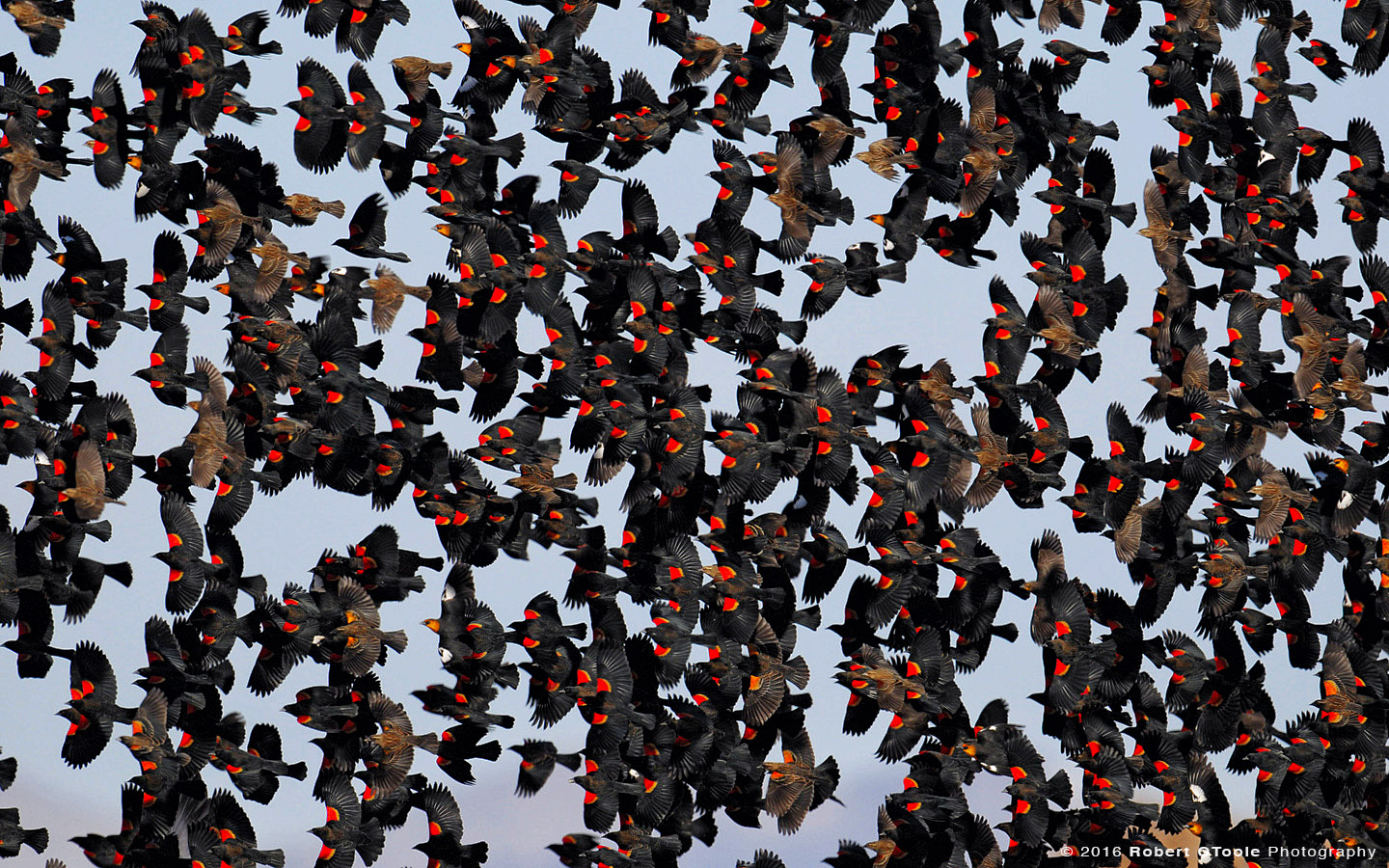 Huge flock of Red Winged Black Birds in the Sky 