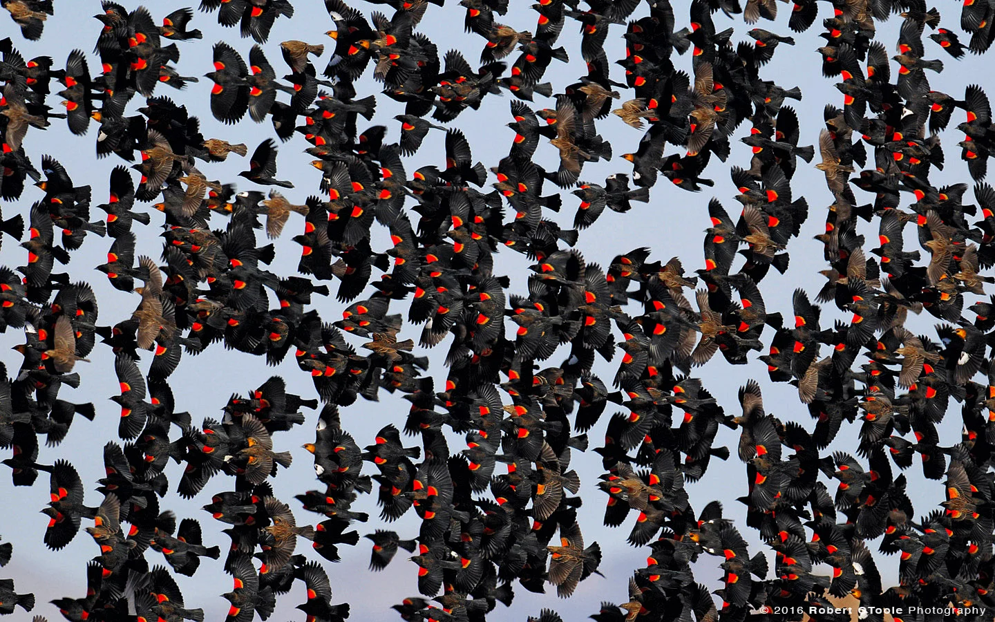 Huge flock of Red Winged Black Birds in the Sky