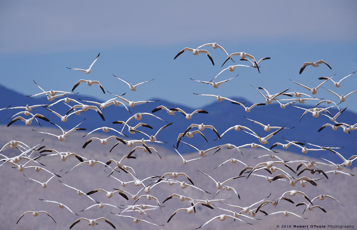 Snow Geese and Mountains