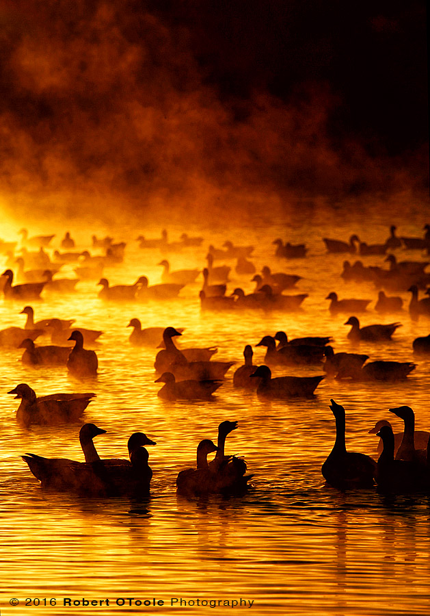 Snow Geese and Fire in the Mist
