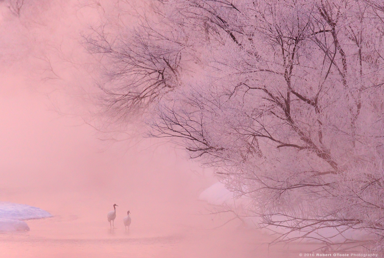 Red -Crowned Cranes and Powder Pink Sunrise with Frost