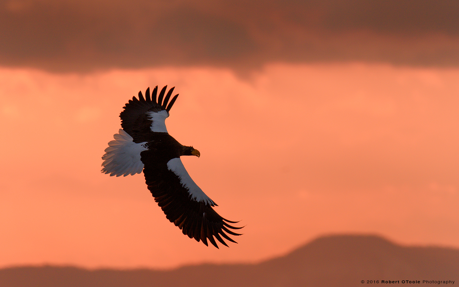 Steller's Sea Eagle and Sunrise Colors