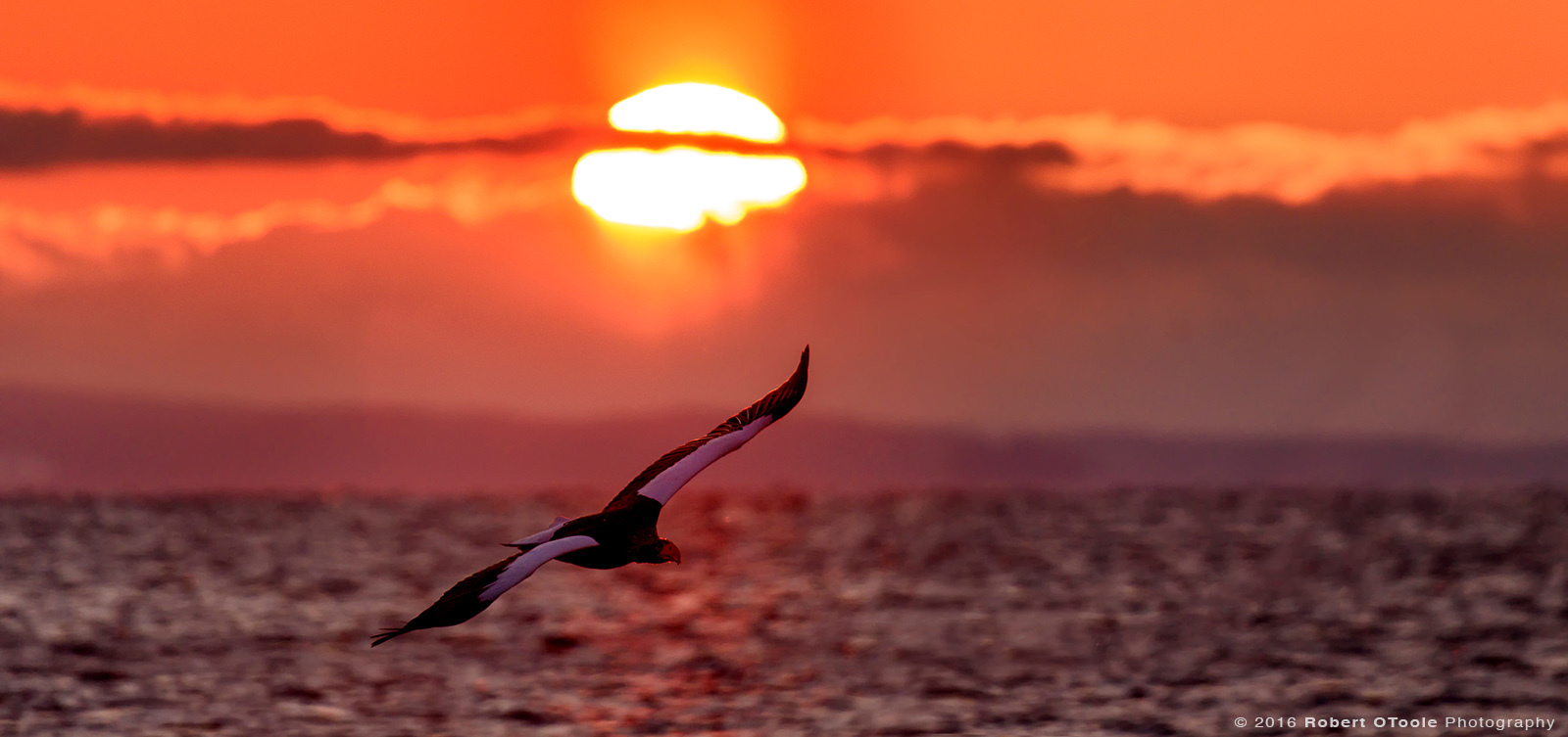 Steller's Sea Eagle Flying over Okhotsk Sea at Sunrise 