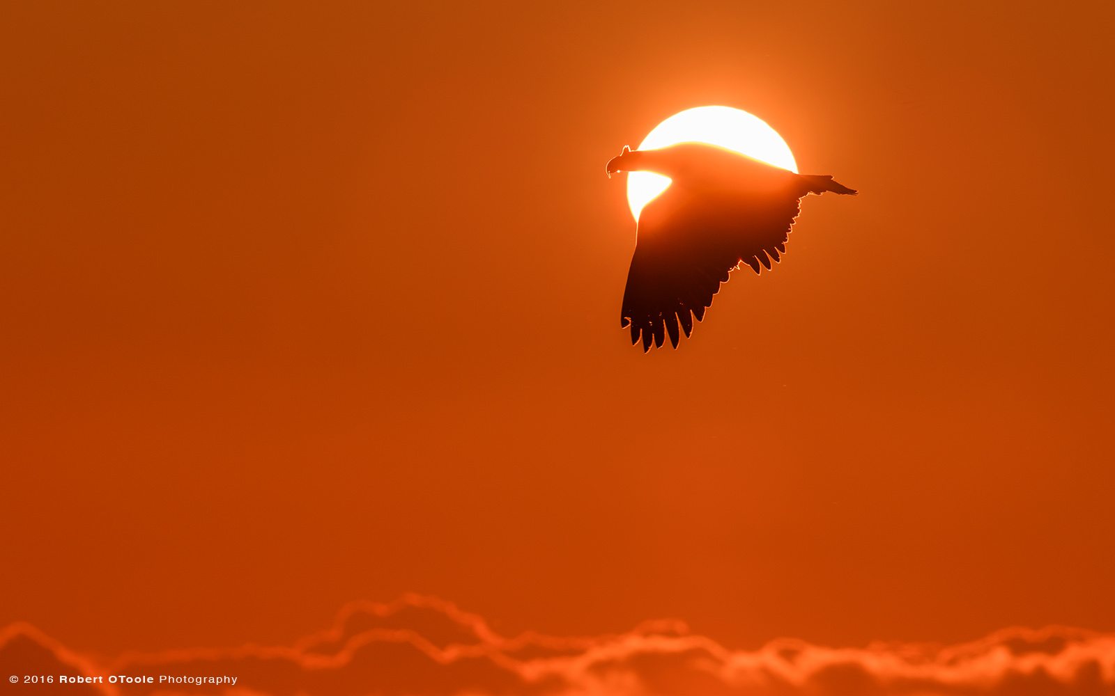 Steller's Sea Eagle Flying through Sun Disk at Sunrise