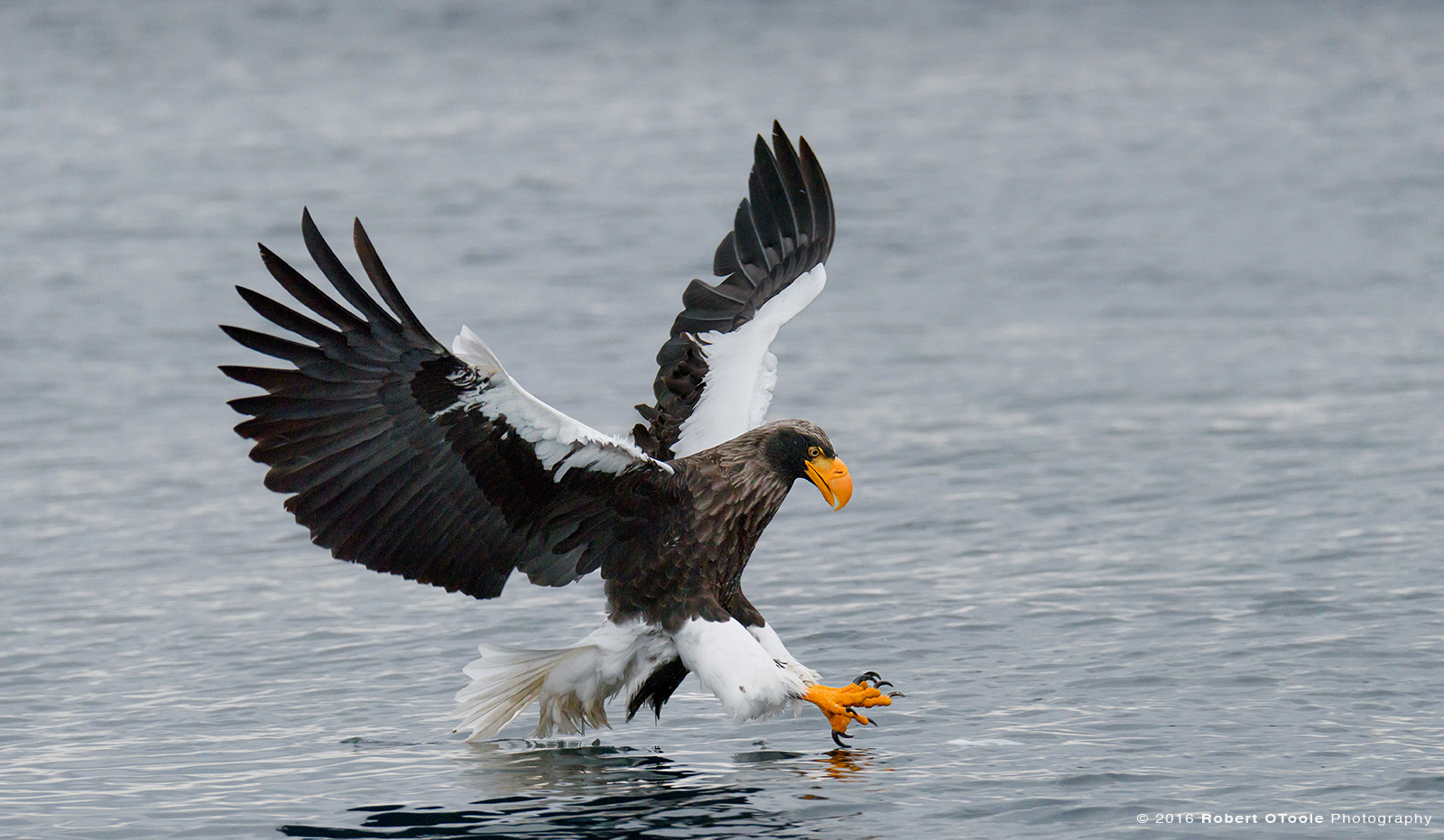 Steller's Sea Eagle in Hokkaido Japan 