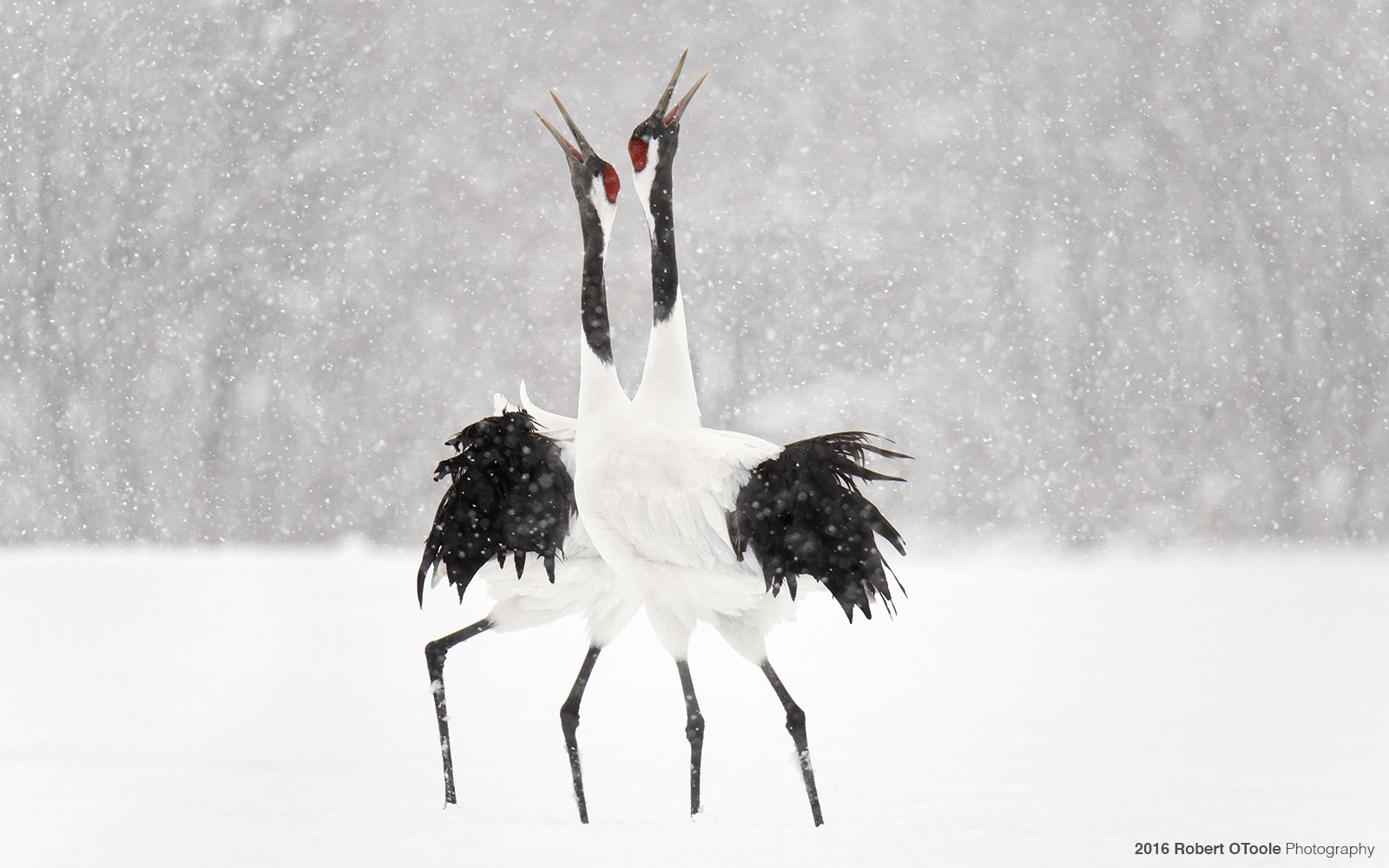 Pair of  Red -Crowned Cranes Displaying in Snowstorm