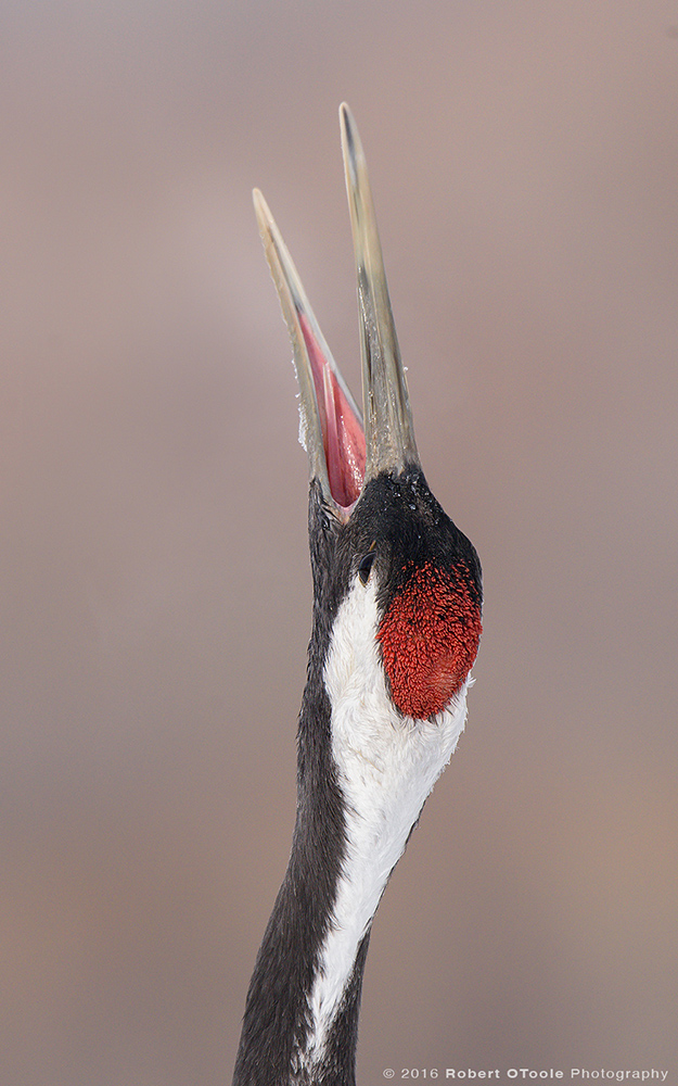 Red-Crowned Crane Calling